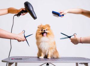 اصلاح موی سگ