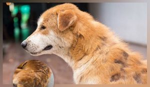 ریزش موی سگ