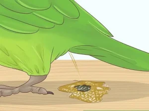 اسهال مرغ عشق