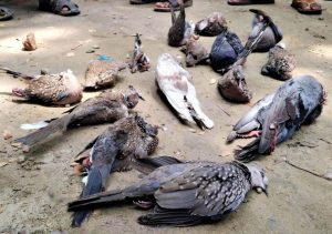 بیماری کبوتر