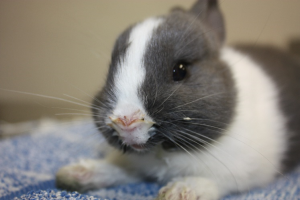 بیماری های خرگوش